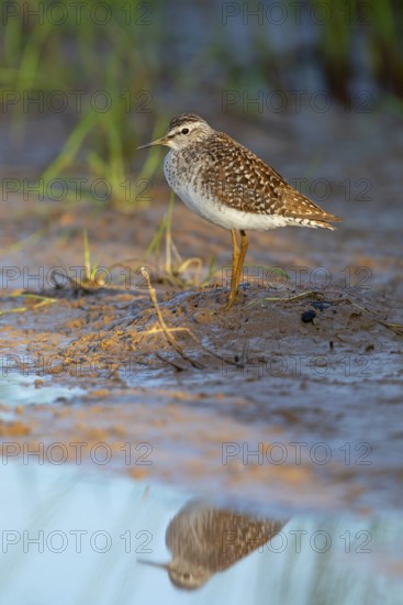 Wood sandpiper (Tringa glareola), Chevalier sylvain, Andarríos Bastardo, Raysut, Salalah, Sohar, Oman
