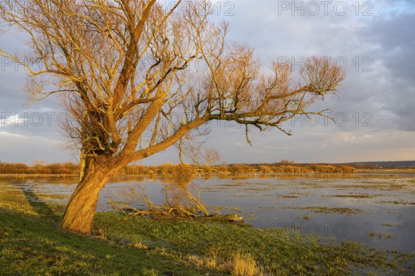 Tree on the Hunte at sunset in Ochsenmoor at Dümmer See, Hüde, Lower Saxony, Germany