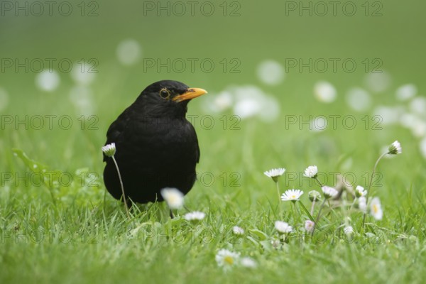Eurasian blackbird (Turdus merula) adult male garden bird on a grass lawn with daisy flowers in summer, Suffolk, England, United Kingdom