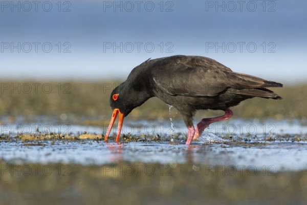 Sooty Oystercatcher (Haematopus fuliginosus) foraging, South Australia, Australia