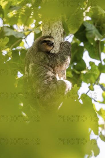 Brown-throated sloth (Bradypus variegatus) on a branch, Cahuita National Park, Costa Rica