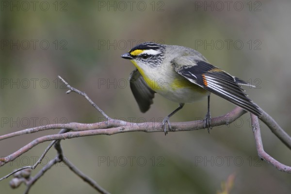 Striated Pardalote (Pardalotus striatus substriatus), Victoria, Australia