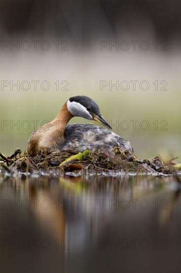 Red-necked Grebe (Podiceps grisegena) female, British Columbia, Canada
