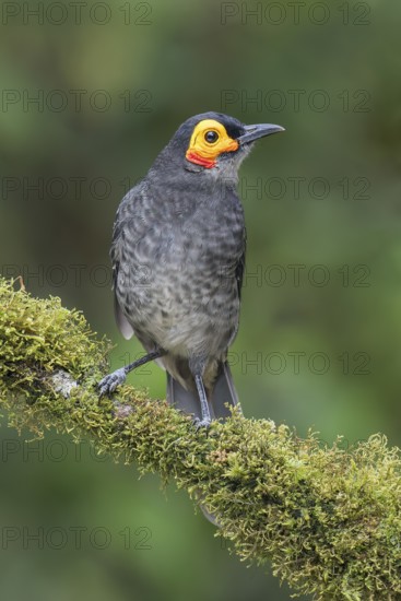 Common Smoky Honeyeater (Melipotes fumigatus) perched on a branch in Papua New Guinea