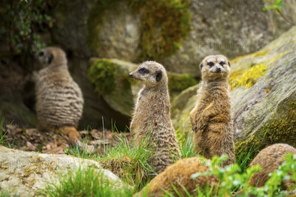 Meerkat (Suricata suricatta) standing between rocks looking around, curious, Germany