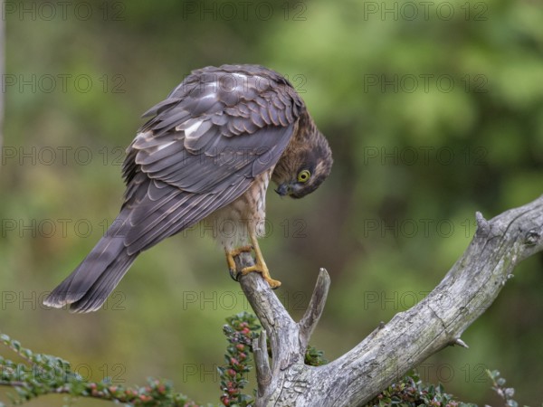 Eurasian Sparrowhawk (Accipiter nisus) female, Wales, United Kingdom