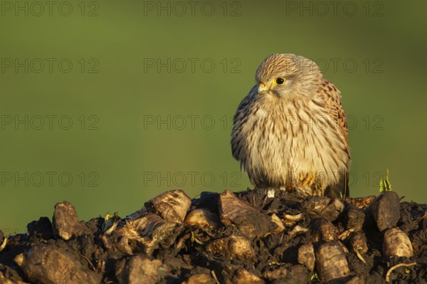 Common kestrel (Falco tinnunculus) adult falcon bird of prey on a pile of sugar beet in winter, England, United Kingdom