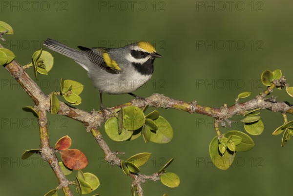 Golden-winged Warbler (Vermivora chrysoptera) male perched on a branch, Texas, USA