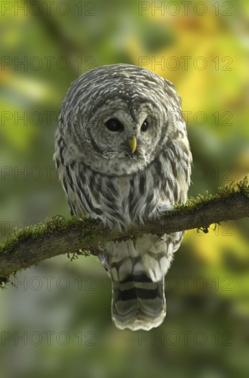 Barred Owl (Strix varia), British Columbia, Canada