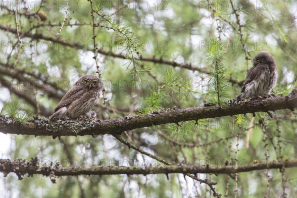 Eurasian Pygmy Owl (Glaucidium passerinum) adult and juvenile perched on a branch, Thuringia, Germany