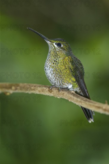 Green-crowned Brilliant (Heliodoxa jacula), Costa Rica
