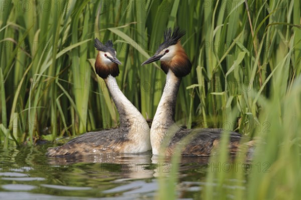 Great Crested Grebe (Podiceps cristatus), Texel, Netherlands