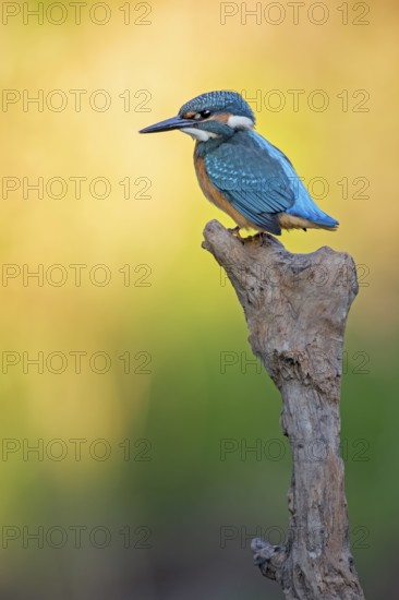 Common Kingfisher (Alcedo atthis) juvenile male, Saxony-Anhalt, Germany