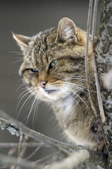 European Wild cat (Felis silvestris), Wildcat close up showing thick winter coat