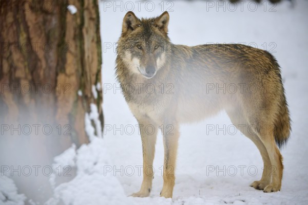 A lone wolf next to a tree in a snowy winter forest, Winter, Wolf (Canis lupus), Germany