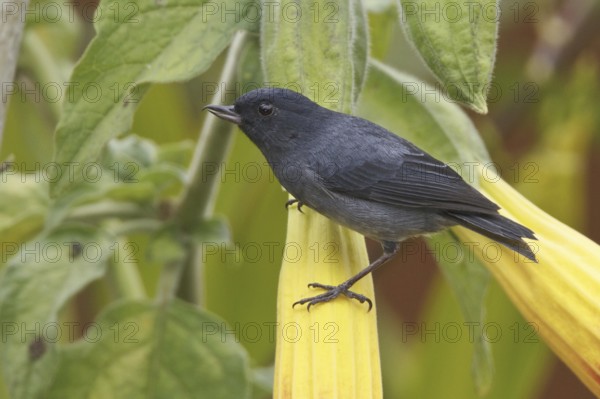 Slaty Flowerpiercer (Diglossa plumbea), Costa Rica
