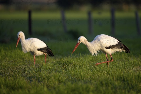 Weissstorch (Ciconia ciconia), White Stork, adultes Paar bei der Nahrungssuche, Oktober, NSG Dingdener Heide, Nordrhein-Westfalen, Deutschland