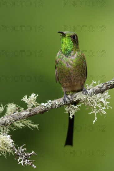 Black-tailed Trainbearer Hummingbird (Lesbia victoriae) perched on a branch in the mountains of Colombia, South America