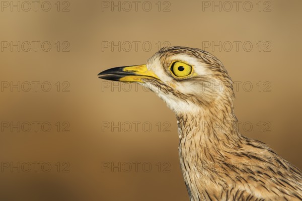Eurasian Stone-curlew (Burhinus oedicnemus) juvenile, Eilat, Israel