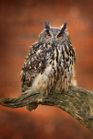 Eagle Owl, Bubo bubo, with open wings in flight, forest habitat in background, orange autumn trees. Wildlife scene from nature forest, Germany. Bird in fly, owl behaviour. Forest owl in fly