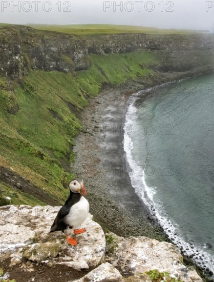 Atlantic Puffin (Fratercula arctica), Iceland