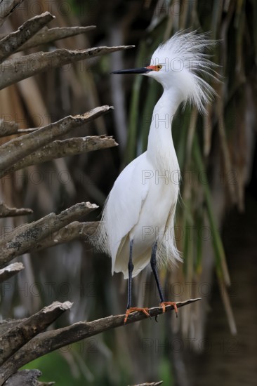 Great Egret (Egretta thula), adult, in breeding plumage, during breeding season, perch, St. Augustine, Florida, North America, USA