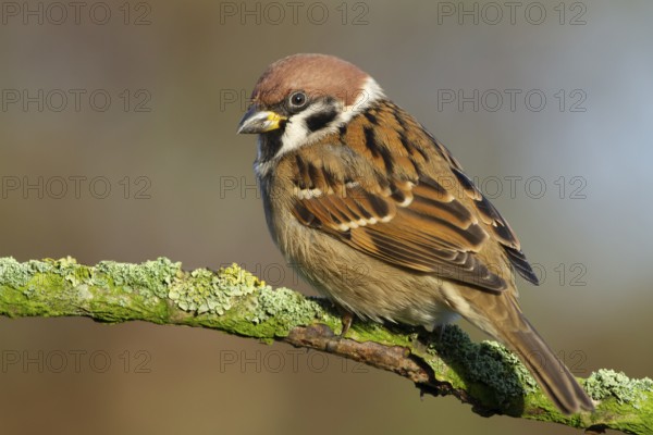 Eurasian Tree Sparrow (Passer montanus) perched on a branch, Lower Saxony, Germany