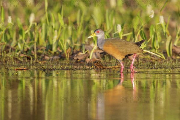 Gray-necked Wood-Rail (Aramides cajanea) feeding near a small pond in the Pantanal region of Brazil