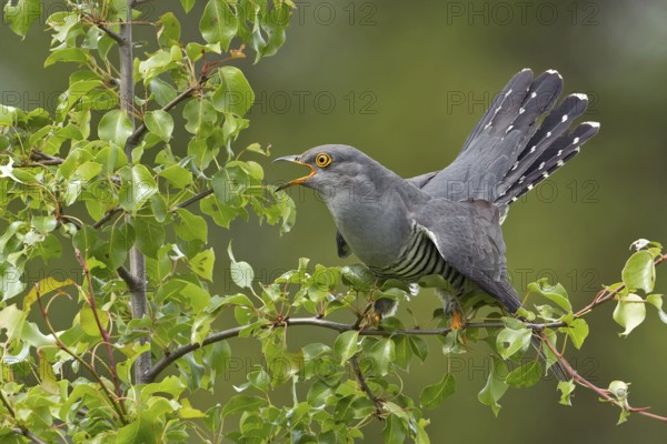 Common Cuckoo (Cuculus canorus) male calling, Saxony-Anhalt, Germany