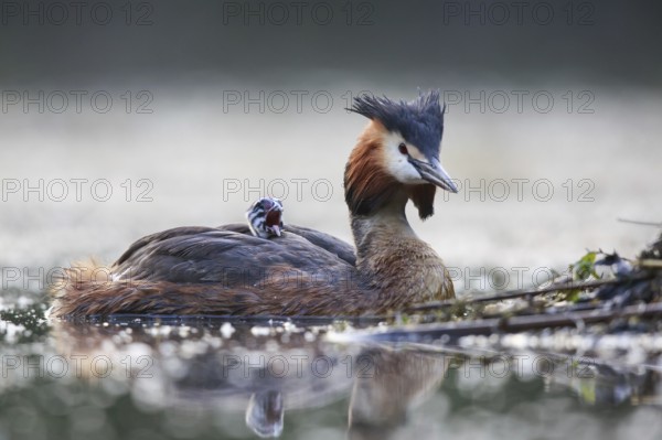 Great Crested Grebe (Podiceps cristatus) with chick, North Rhine-Westphalia, Germany