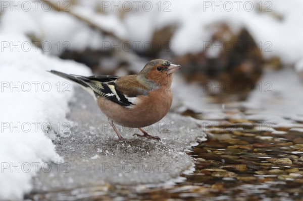 Common Chaffinch (Fringilla coelebs) male drinking at an icy creek, Mecklenburg-Western Pomerania, Germany