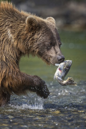 Grizzly Bear (Ursus arctos horribilis) hunting Pacific Salmon, British Columbia, Canada