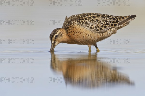 Short-billed Dowitcher (Limnodromus griseus), Manitoba, Canada