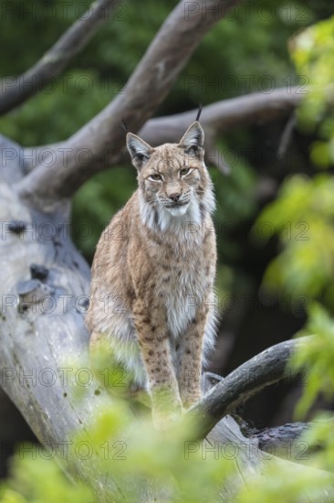 One Eurasian lynx, (Lynx lynx), sitting high up in a dead tree. Forest in the background