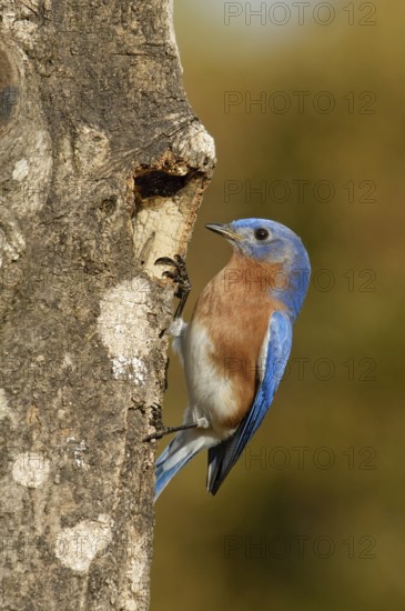 Eastern Bluebird (Sialia sialis), Texas, USA