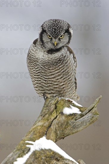 Northern Hawk-Owl (Surnia ulula), Ontario, Canada