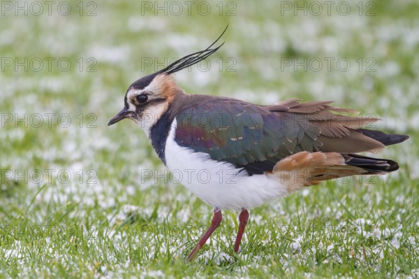 Northern Lapwing (Vanellus vanellus) in winter, Netherlands