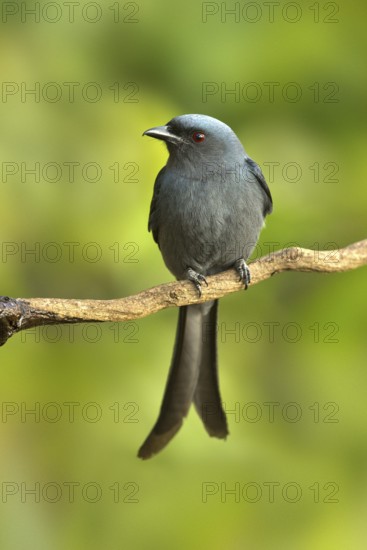 Ashy Drongo (Dicrurus leucophaeus), Yunnan, China