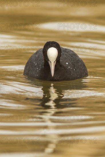 Eurasian Coot (Fulica atra), on marsh, Castile-La Mancha, Spain