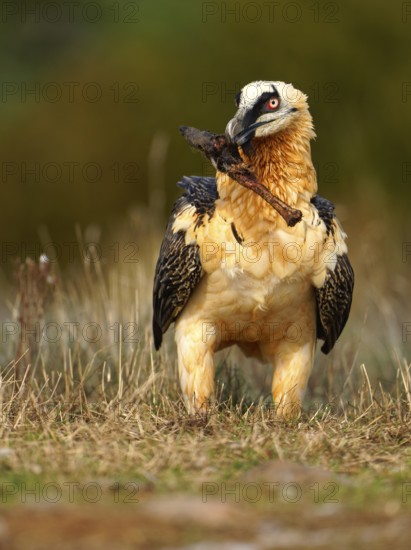 Old bearded vulture (Gypaetus barbatus), devouring sheep bones, Catalonia, Pyrenees, Spain