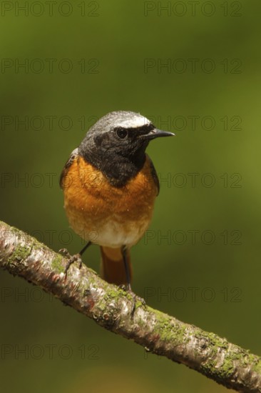Common Redstart (Phoenicurus phoenicurus) male, Netherlands