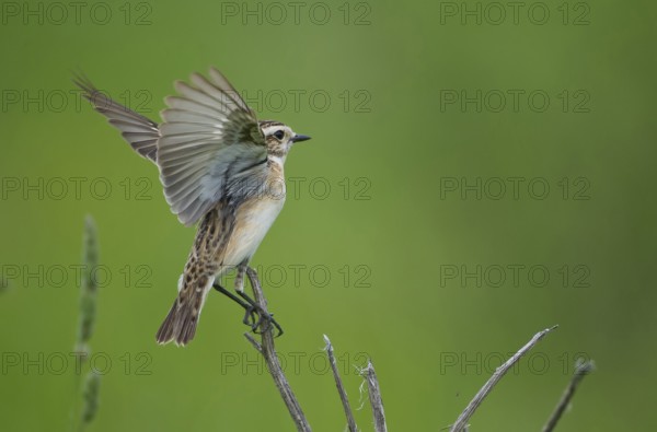 Whinchat (Saxicola rubetra), Czech Republic