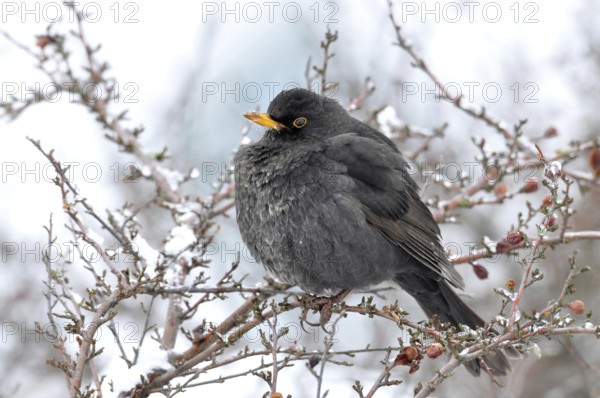 Common Blackbird (Turdus merula) male, Thuringia, Germany