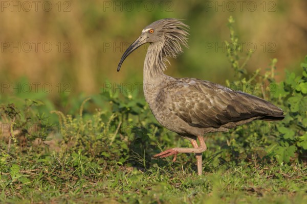 Plumbeous Ibis (Theristicus caerulescens) feeding in a wetland area in the Pantanal region of Brazil