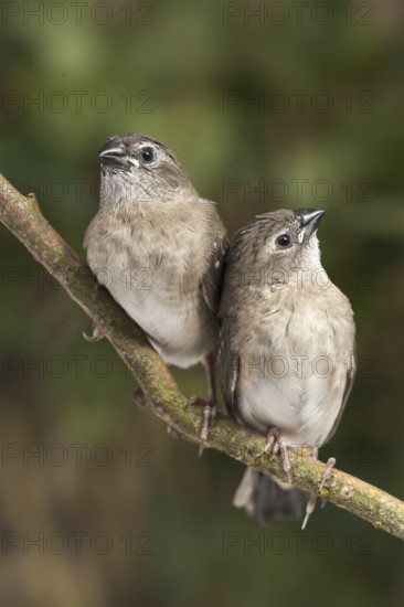 Plum-headed Finch (Neochmia modesta) juvenile