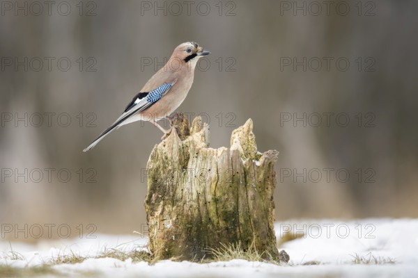 Eurasian Jay (Garrulus glandarius) perched on an old tree stump, Poland