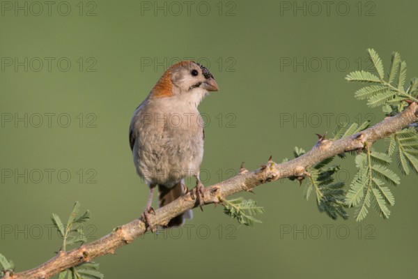 Schuppenkopfweber (Sporopipes frontalis) perched on a branch, Uganda