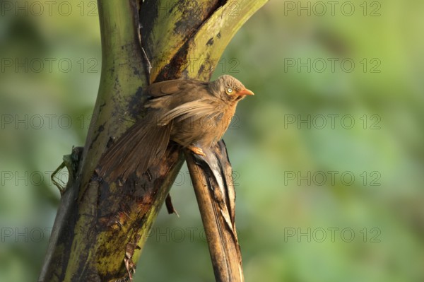 Orange-billed Babbler (Turdoides rufescens) perched on a tree trunk, Kutugala, Sri Lanka