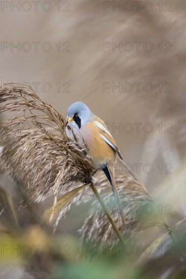 Bearded Reedling (Panurus biarmicus) male perched on reeds, Baden-Wuerttemberg, Germany