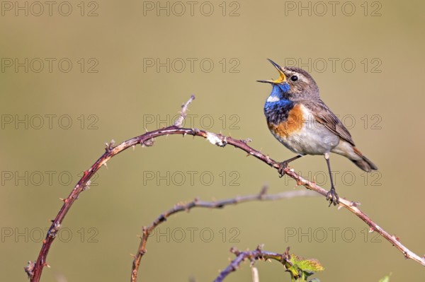 Bluethroat (Luscinia svecica cyanecula) male singing from a twig, Texel, Netherlands